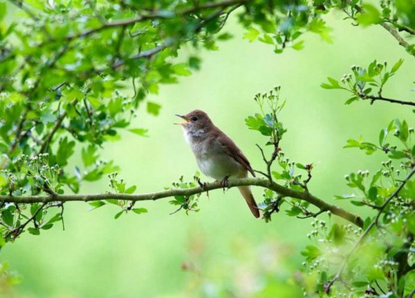 Дельвиг Соловей