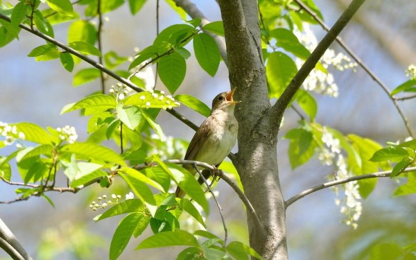 Соловей на ветке