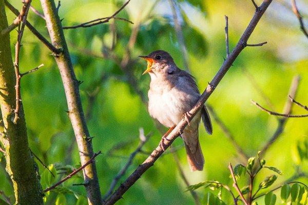 Соловей в роще