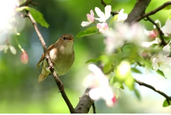 Соловей в мае