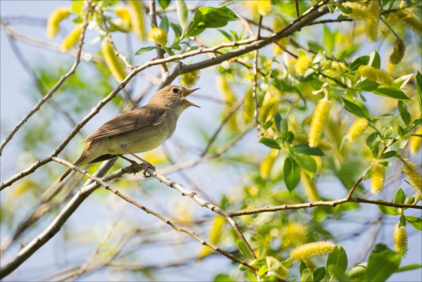Птицы весной в лесу