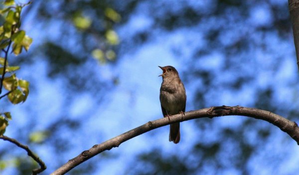 Весна птицы поют