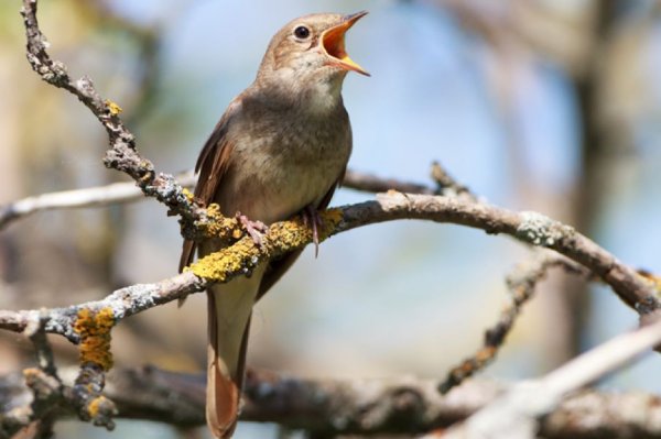 Пение птиц ранней весной