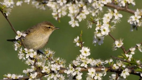Соловей весной