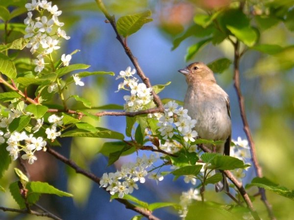 Весенний Соловей