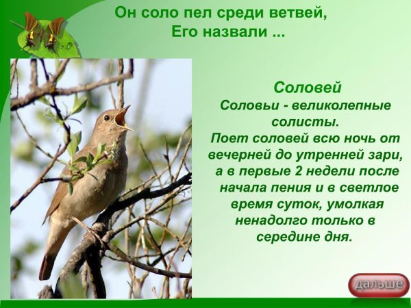 Птицы которые поют весной