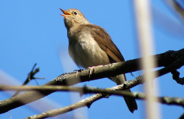 Певчие птицы Соловей