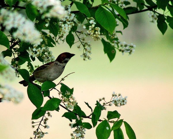 Соловей в черемухе