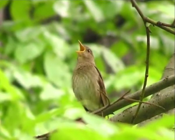 Заливистое пение птиц 5 букв