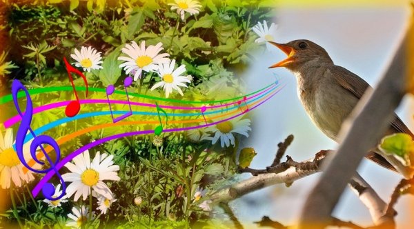 Соловушка пение