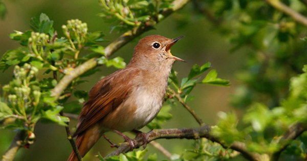 Соловьиные трели с Соловьевым