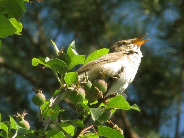 Птицы в весеннем лесу