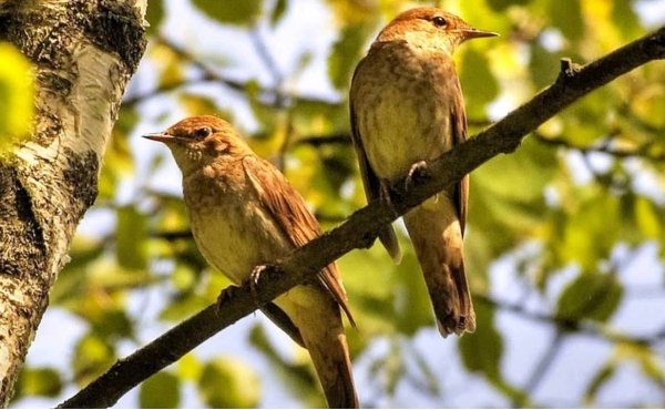 Соловей птица