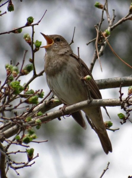 Весенние птицы