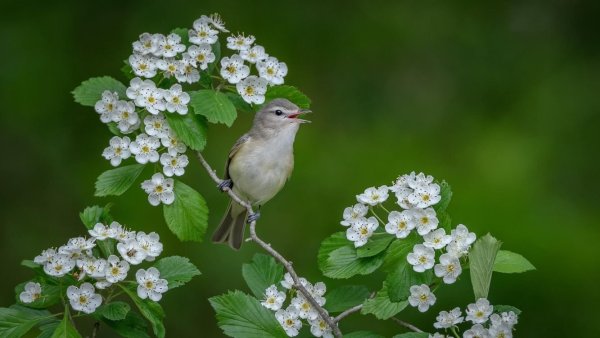 Борис и Глеб Сеятели 15 мая