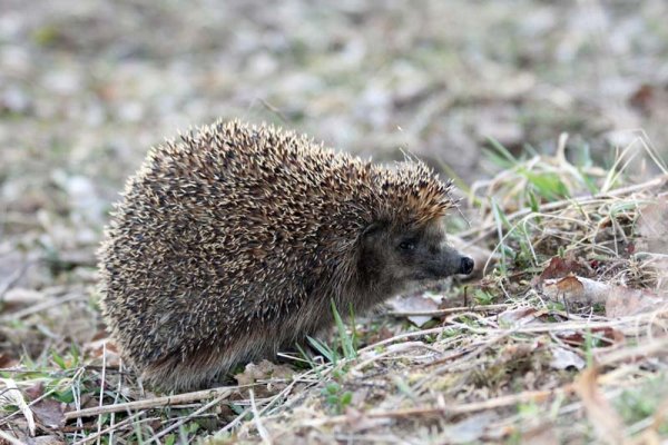 Ежи просыпаются