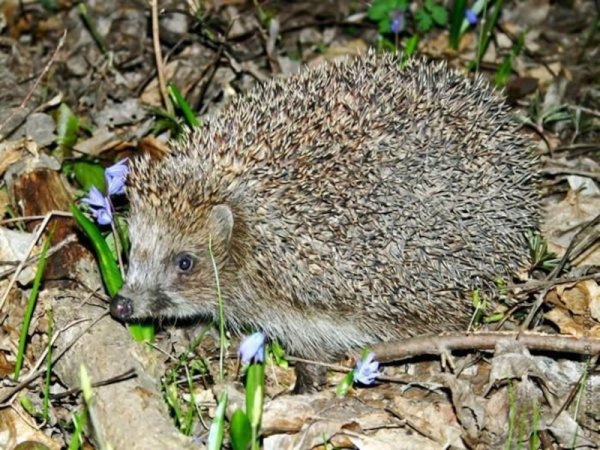 Еж в весеннем лесу