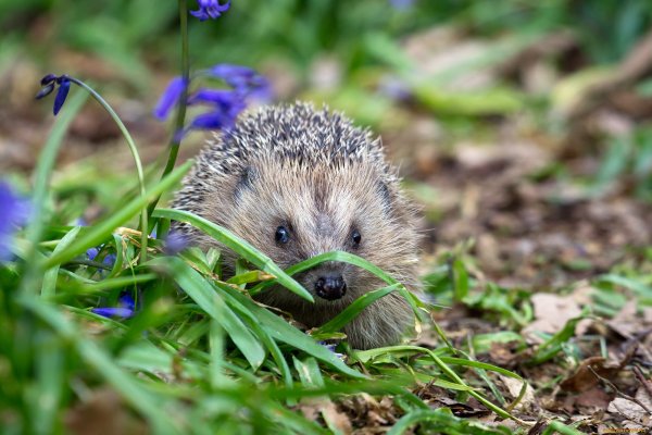 Ежик просыпается весной