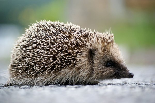 Еж в весеннем лесу