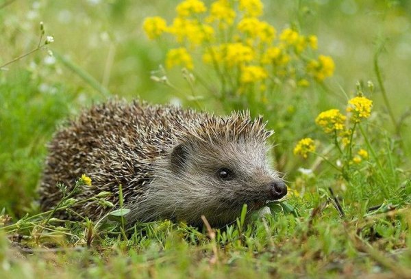 Ежик ранней весной
