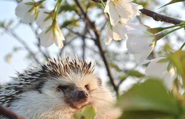 Еж просыпается весной