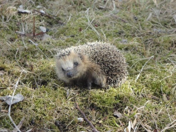 Декоративный Ежик