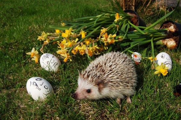 Сергей Козлов Лесная оттепель сказка