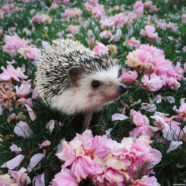 Еж с ежатами