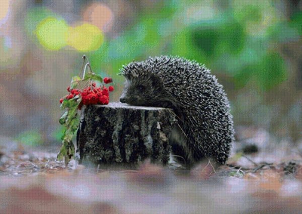 Ежик с букетом акварель