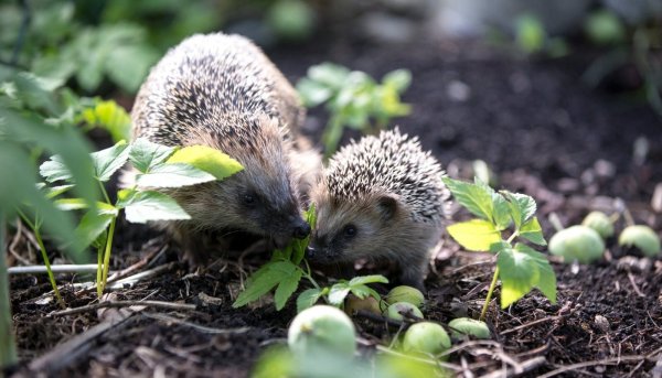 Ежик и подснежники