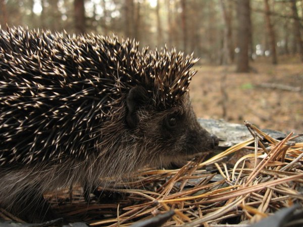 Ежик в цветах