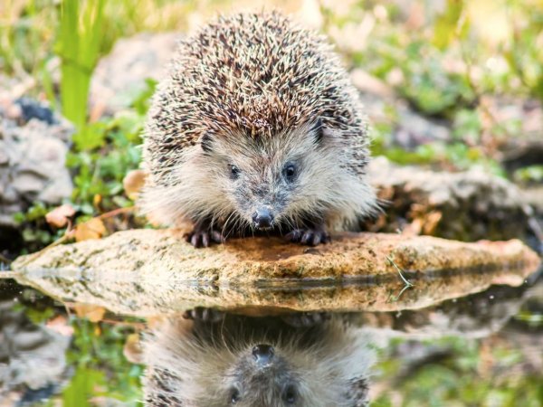 Иллюстрации Марины Федотовой ежики