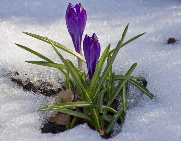 Весна приближается