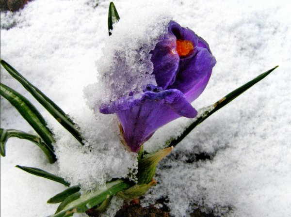 Синие цветы под снегом
