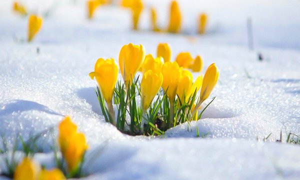 Пролески, подснежники, крокусы