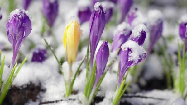 Первоцветы подснежники крокусы