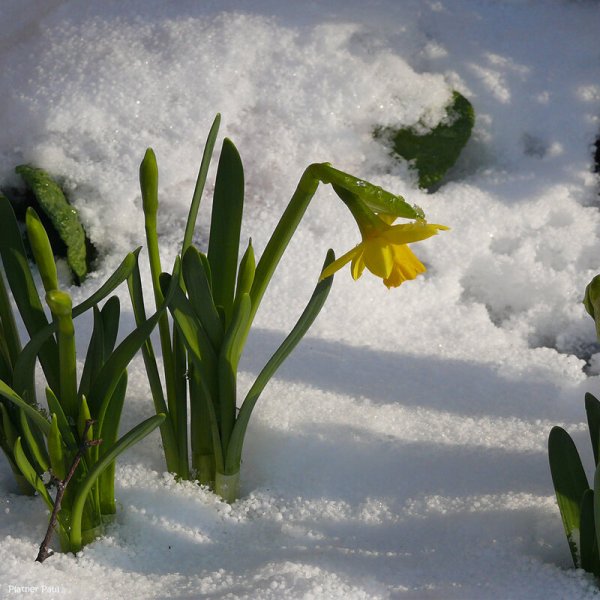 Март природа