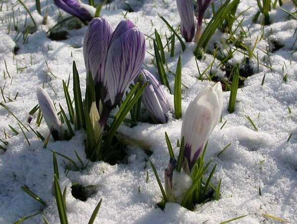 Крокусы в снегу