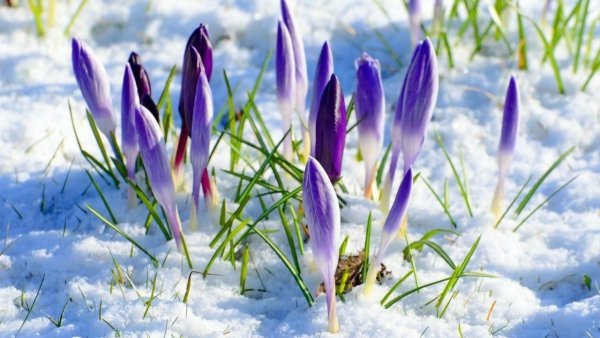 Ранняя Весна настроение