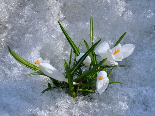 Скоро Весна