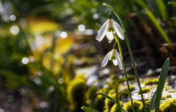 Весна подснежники солнце