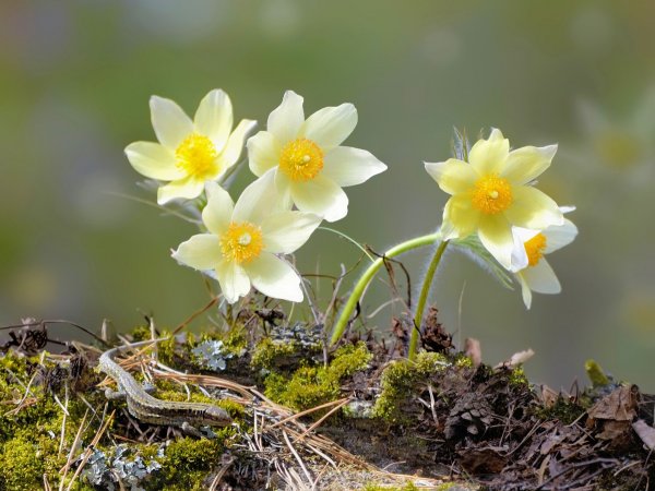 Солнце весной