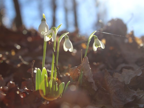 Весна подснежники солнце
