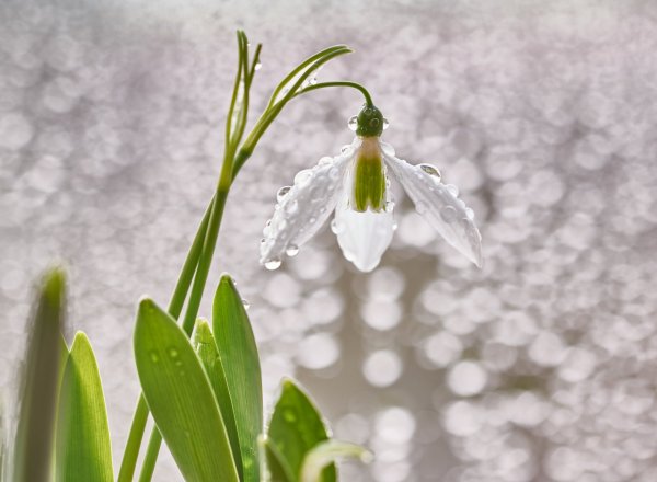 Подснежники в росе