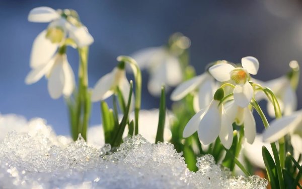 Весна подснежники солнце