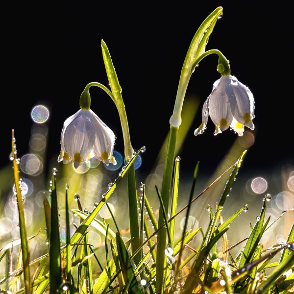 Весенние нежные