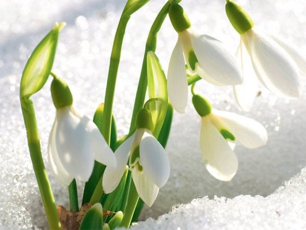 Подснежники Макросъемка