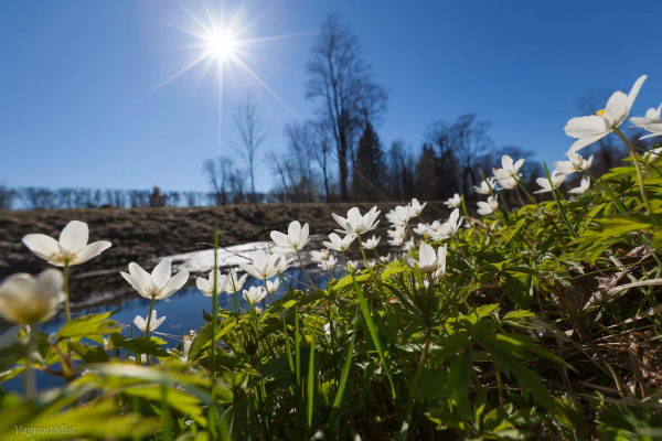 Подснежники у ручья
