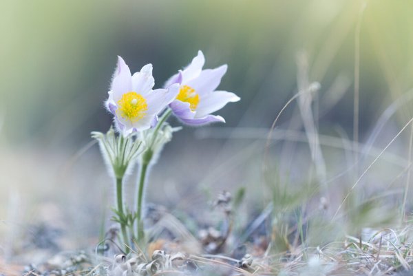 Подснежники Эстетика