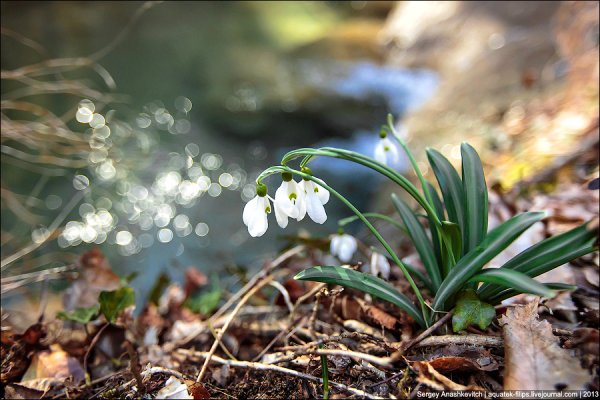 Весна нежность